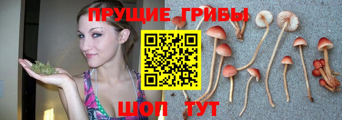 Галлюциногенные грибы Cubensis  Вход с VPN  Будённовск  Псилоцибиновые грибы GOLDEN TEACHER 